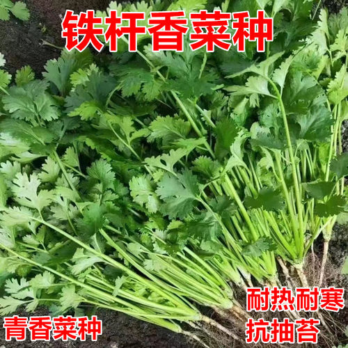 阳台种植耐寒庭院抗热香菜种