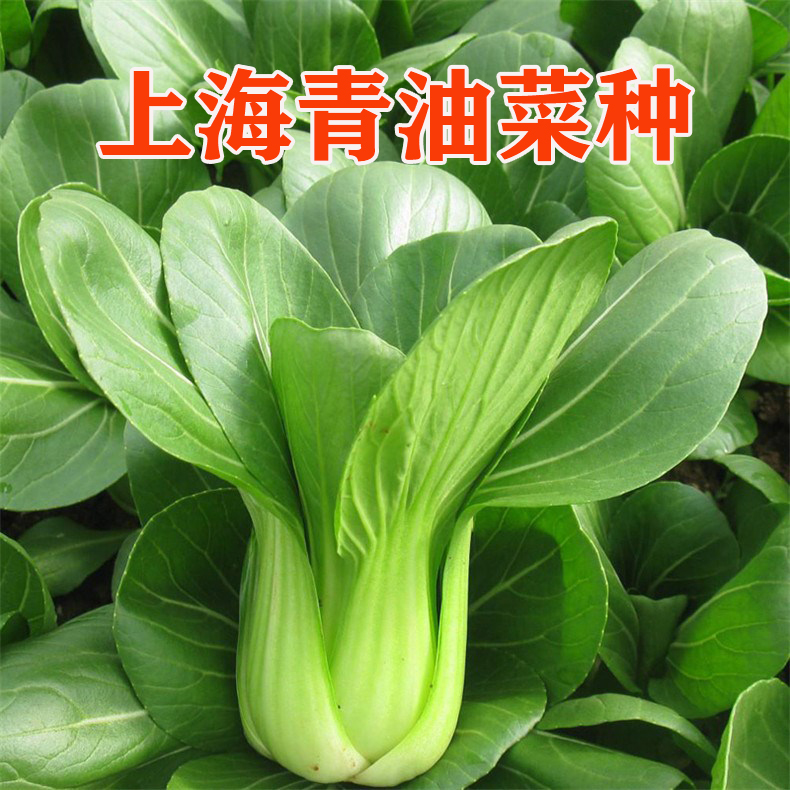 矮脚有机小油菜叶菜四季上海青