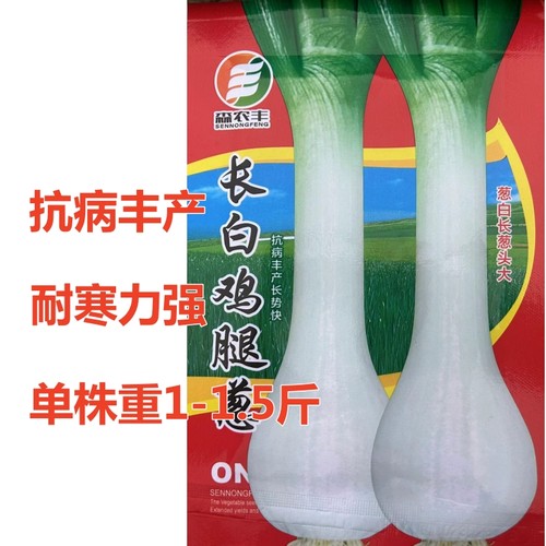 长白鸡腿葱适应性广耐寒力强