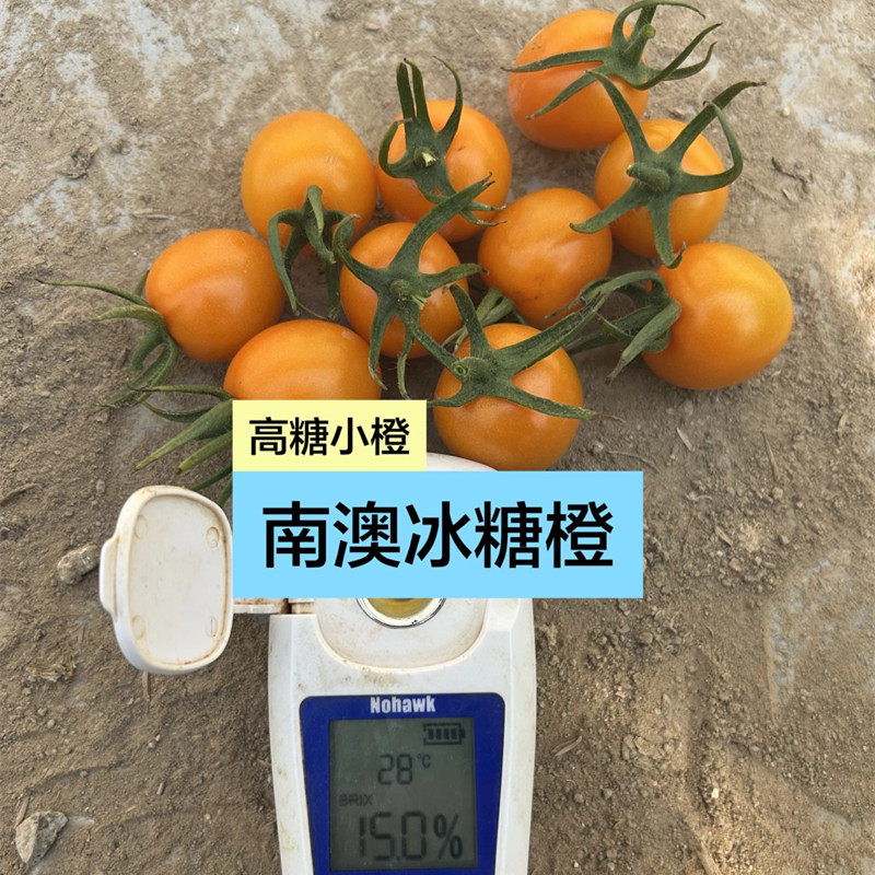 南澳冰糖橙番茄种子易上糖香甜