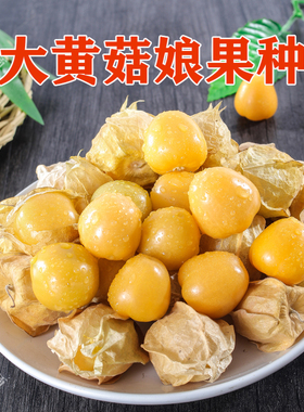 菇娘果种子大黄姑娘红色浆果高产生吃皮薄肉厚高甜度特色水果种籽
