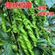 薄皮椒苗 全螺螺丝椒苗 线椒苗 尖椒苗 杭椒苗 辣椒苗子