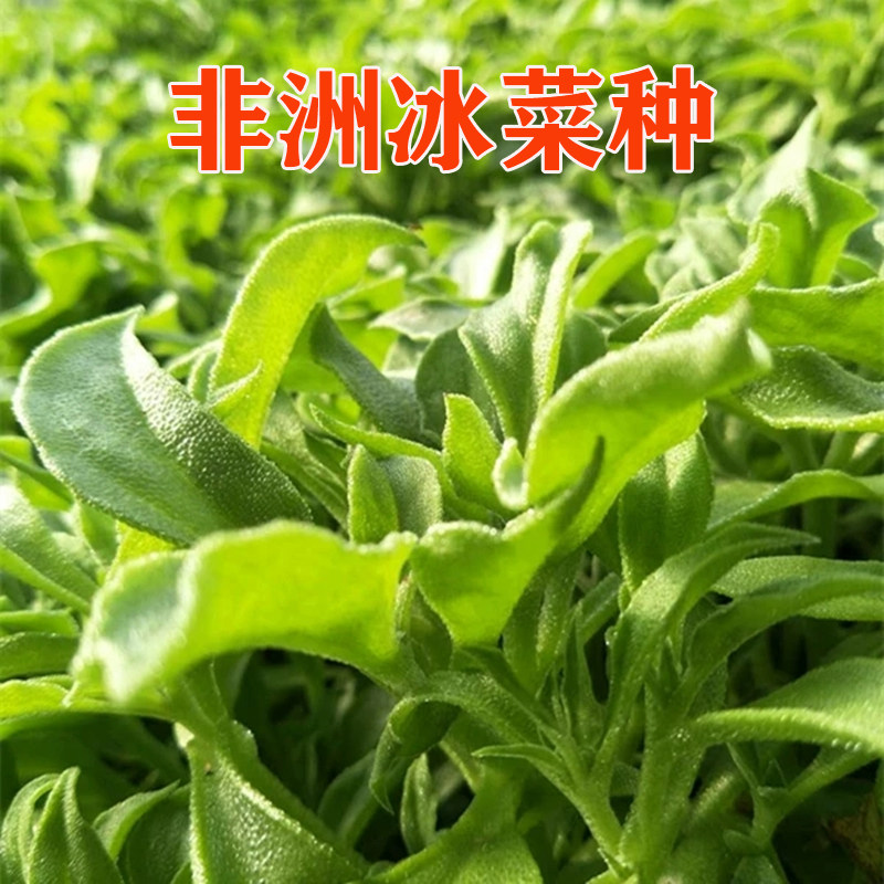 冰菜种子冰草冰晶菜冰柱子清凉脆嫩多汁易种特色蔬菜种籽