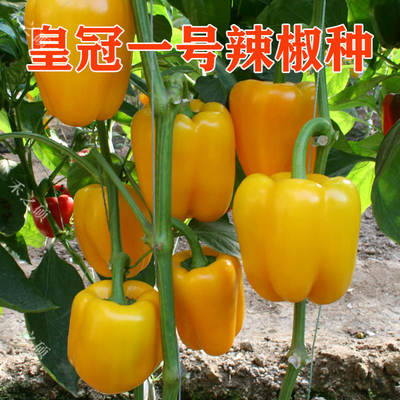 黄彩椒种子高抗病产量高
