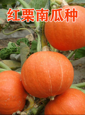 红栗南瓜种子早熟抗病甜栗南瓜 板栗味贝贝南瓜 四季可种蔬菜种籽
