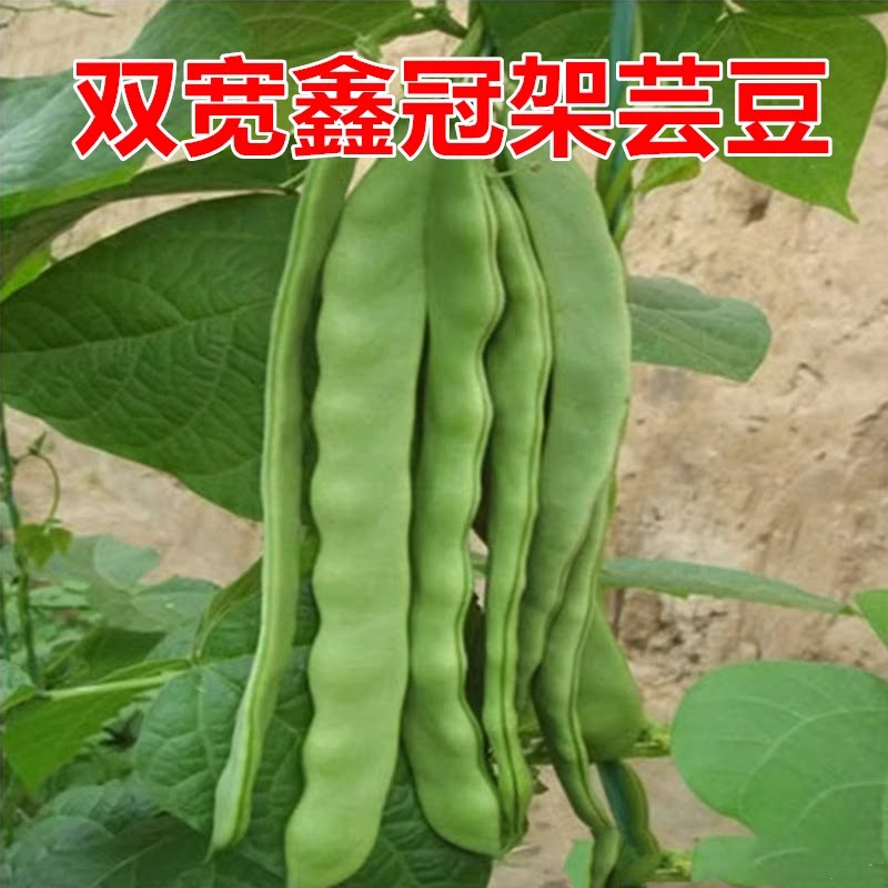 双宽鑫冠架芸豆种子芸豆种子