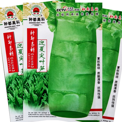 迎夏尖叶笋种子抗病特耐热大白尖叶莴笋莴苣绿肉水分足蔬菜种籽