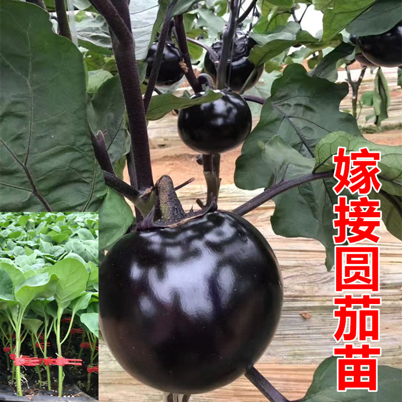 嫁接茄子苗 圆茄苗 绿罐茄苗 线茄苗 牛心茄苗 长茄苗 绿冠茄