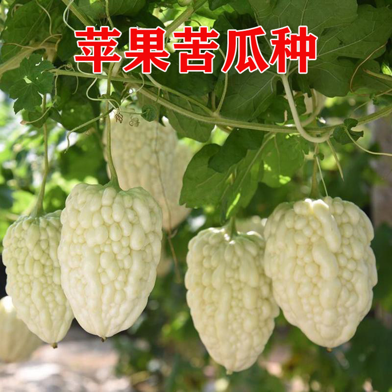 台湾苹果苦瓜种子 甜水果苦瓜种籽 白苦瓜 四季蔬果 生吃不苦包邮