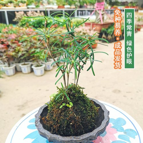 麒麟盆景销量排行榜 麒麟盆景品牌热度排名 小麦优选