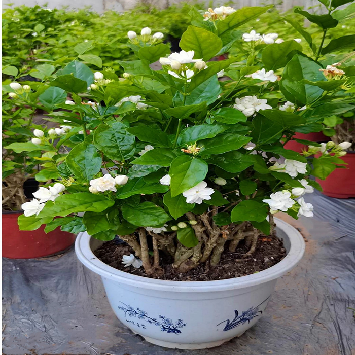 横县重瓣茉莉花苗高杆普双老桩盆栽花卉绿植阳台室内庭院四季开花