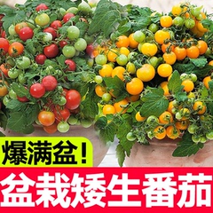 矮生番茄苗小西红柿千禧种苗黑西柿盆栽圣女果水果阳台四季庭院苗