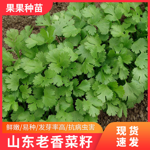 老香菜新鲜苗种籽庭院阳台