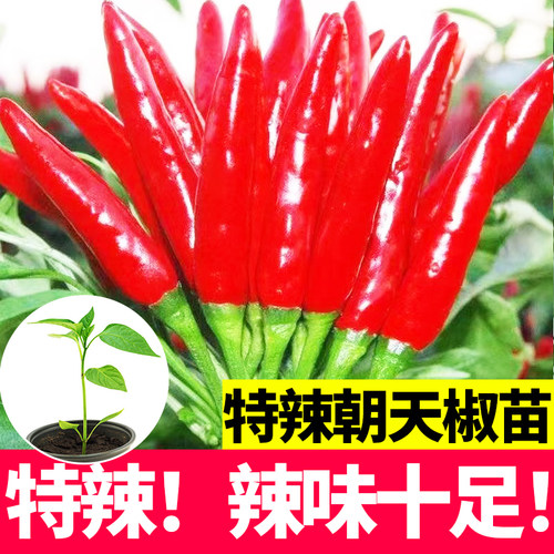 蔬菜进口辣椒盆栽阳台高产种子苗