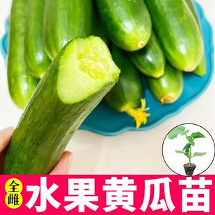 水果黄瓜秧苗种子大黄瓜秧苗种子满地爬秧苗春秋四季盆栽蔬菜种籽