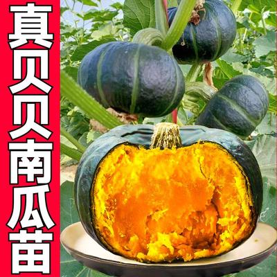 惠和一号贝贝南瓜种子新鲜