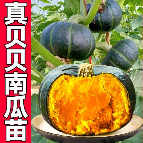 惠和一号贝贝南瓜种子新鲜