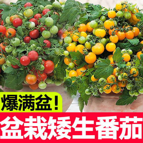 【优质穴盘苗】矮生番茄苗小西红柿千禧黑西柿盆栽圣女果四季阳台