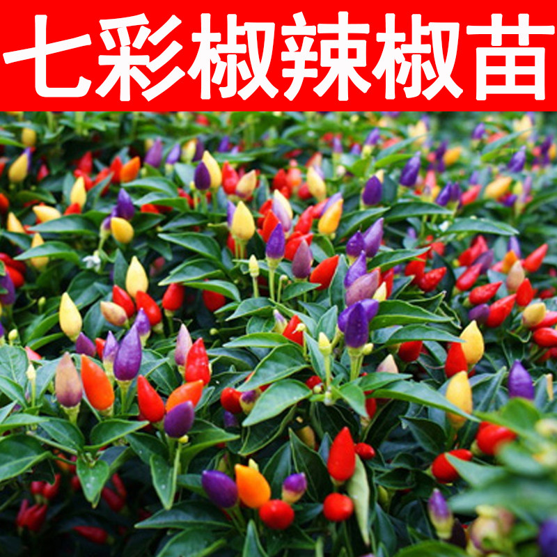 超辣七彩椒朝天椒子弹头迷你七彩辣椒秧苗种子四季观赏椒蔬菜苗秧
