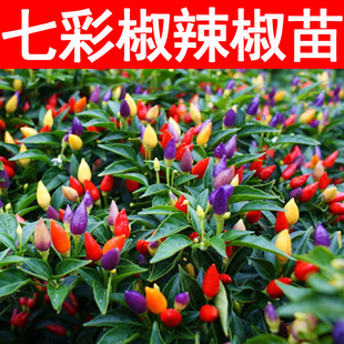 超辣七彩椒朝天椒子弹头迷你七彩辣椒秧苗种子四季观赏椒蔬菜苗秧