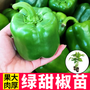 大果甜椒秧苗不辣红黄绿方椒圆椒螺丝羊角薄皮阳台四季高产种子