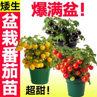 （带盆）矮生番茄小西红柿千禧种苗圣女果水果蔬菜苗四季庭院室内