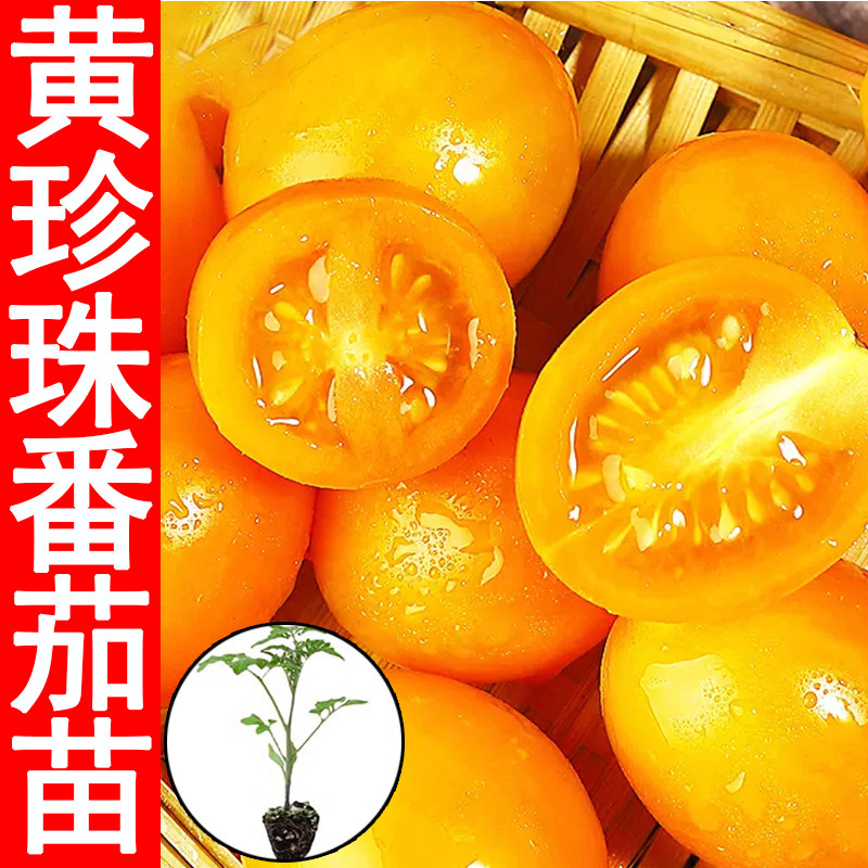 黄珍珠樱桃千禧圣女果瀑布番茄秧苗水果矮生黑西红柿盆栽小蔬菜苗