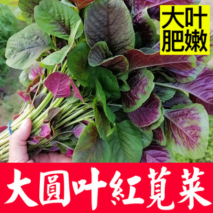 大圆叶花红苋菜种子 柳叶青红白苋菜种籽 四季盆栽阳台 耐热汗菜