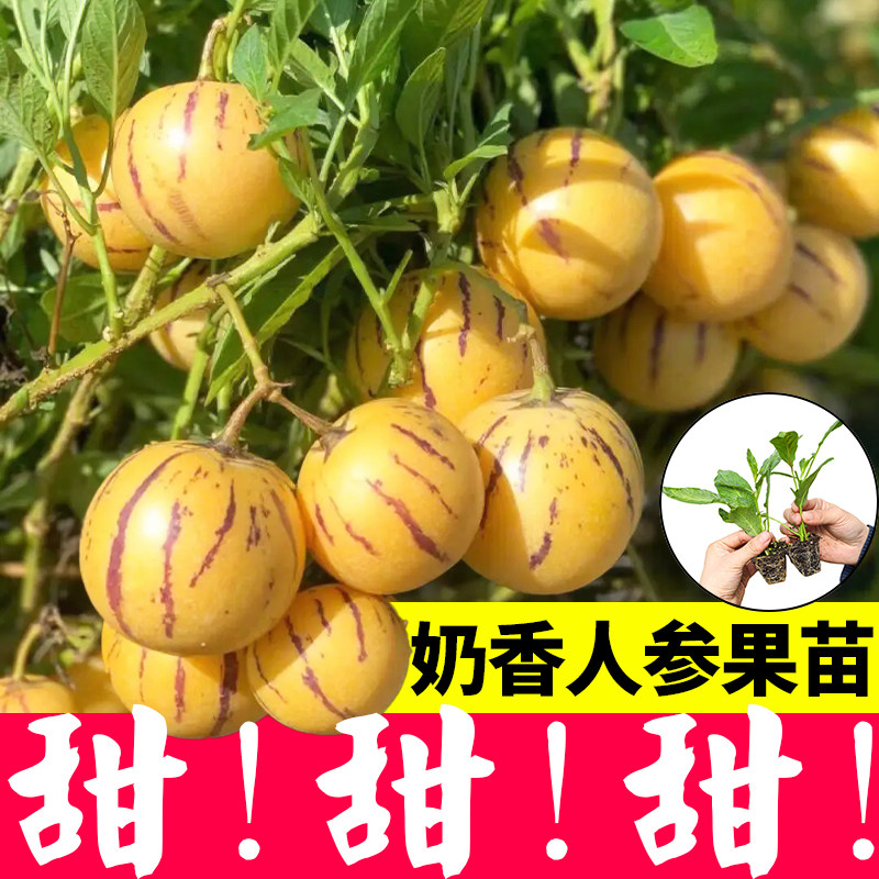 人参果苗人心果苗种子黄心果秧苗