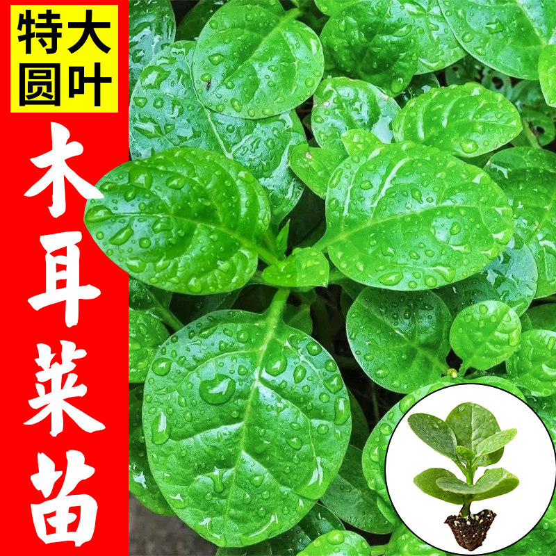 大叶木耳菜菜苗新鲜小青菜阳台盆栽四季秧苗蔬菜种子菜种孑苗种籽