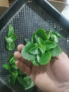 长寿花重瓣顶芽（枝条）9.9，10个（10个不同品种）