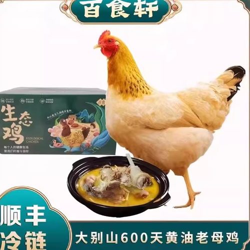 安徽大别山黄油老母鸡600天 整鸡净重5.5斤左右/两只
