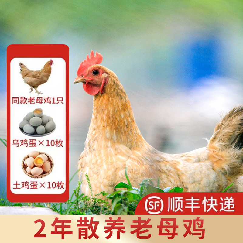 钟钟农场精选 老母鸡2只5斤 鸡蛋10枚 绿壳蛋10枚