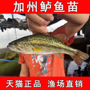 鲈鱼苗加州鲈鱼苗淡水养殖食用大口黑鲈鱼苗路亚放流活鱼饲料批发