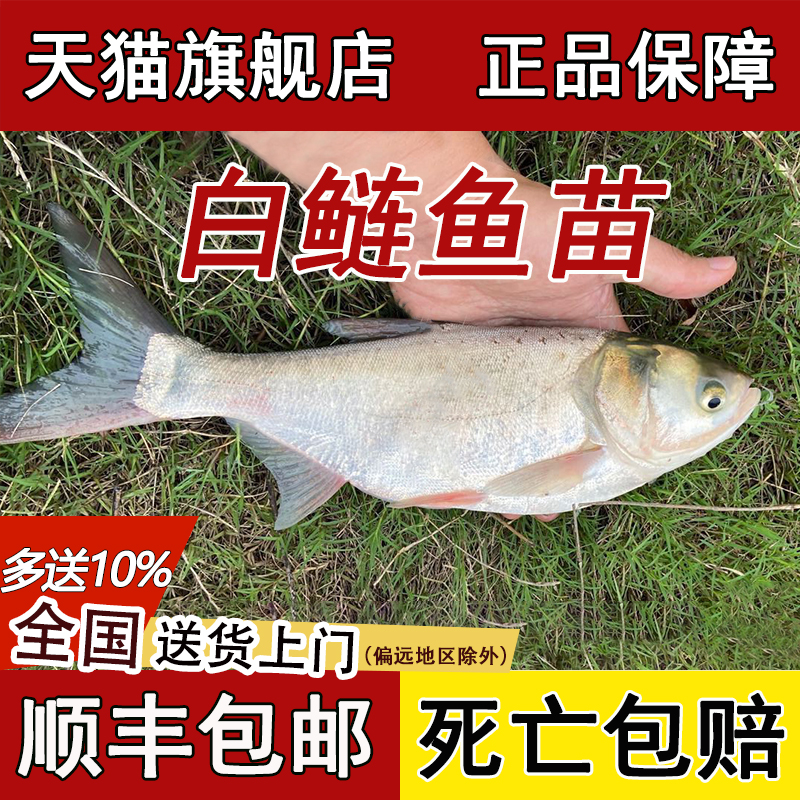 白鲢鱼苗淡水养殖批发