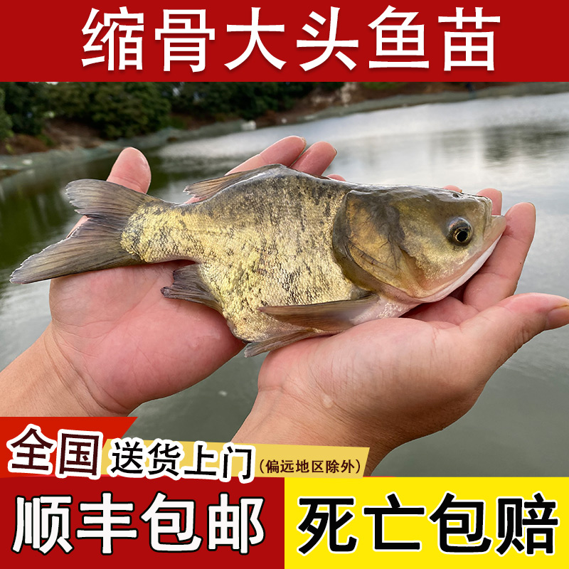 缩骨大头鱼苗淡水养殖食用缩骨大头花鲢鲢鳙鱼苗锁骨仙骨胖头批发