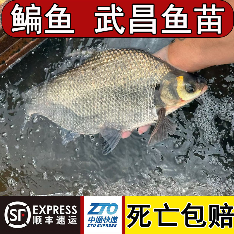 鳊鱼鱼苗武昌鱼鱼苗淡水养殖批发