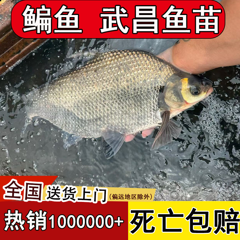 鳊鱼鱼苗武昌鱼鱼苗淡水养殖批发