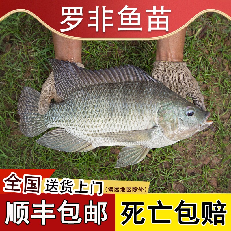 罗非鱼苗特大抗寒淡水养殖脆肉