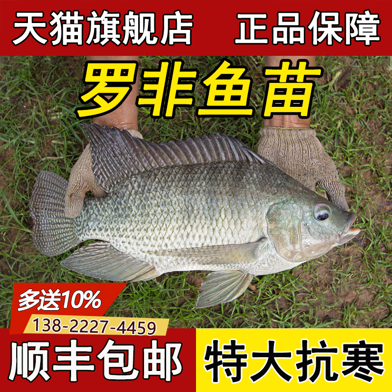 罗非鱼苗特大抗寒淡水养殖脆肉