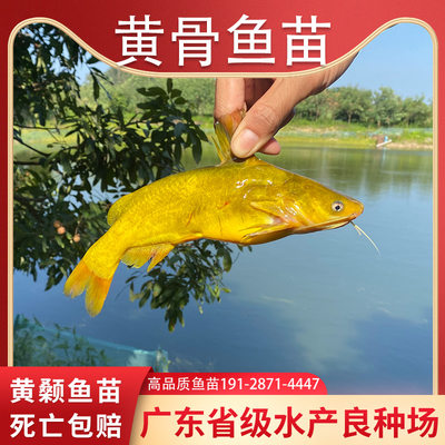 黄骨鱼苗黄辣丁鱼苗淡水养殖食用