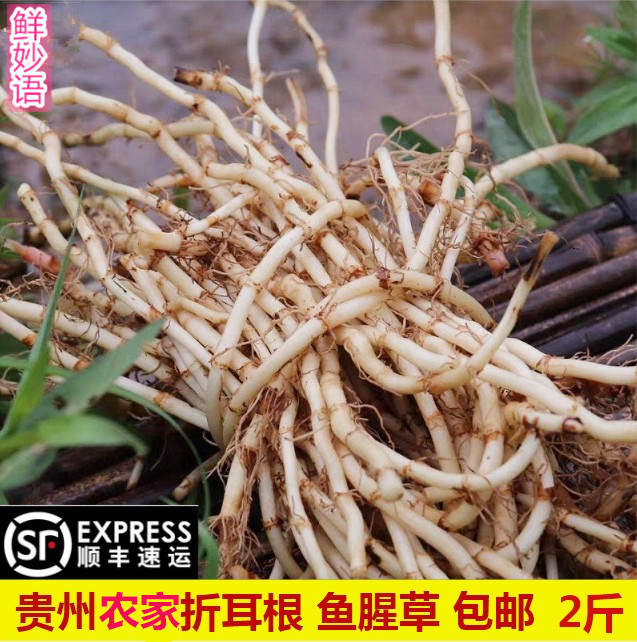 现挖现发鱼腥草新鲜折耳根贵州特产农家鱼星草凉拌菜2斤顺丰包邮|msdalam kategori daging perikanan/Buah-buahan segar dan sayur-sayuran/dimasak, sayur-sayuran segar/Vegetable Products, sayur-sayuran segar, lain - dari Buy2taobao.com untuk memberikan perkhidmatan ejen Taobao profesional membeli