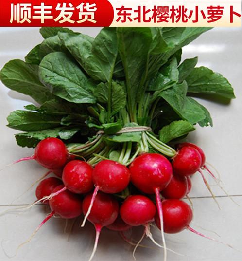 辽宁樱桃小水萝卜新鲜萝卜红皮迷你小萝卜小红圆萝蘸酱菜5斤包装|ruв категории водной мясо/свежие фрукты и овощи/еда, свежие овощи/овощной продукции, свежие овощи, другие - от Buy2taobao.com для оказания профессиональной услуги покупки агента Taobao
