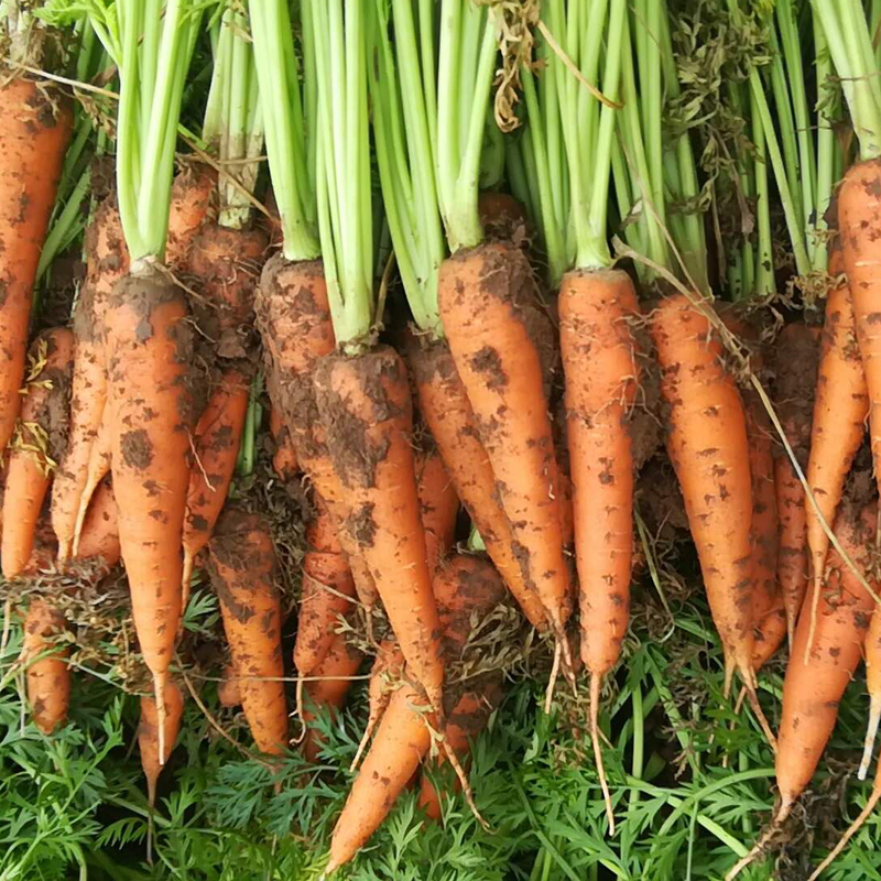 新鲜胡萝卜密云本地脆甜多汁胡萝卜可生吃应季蔬菜500g