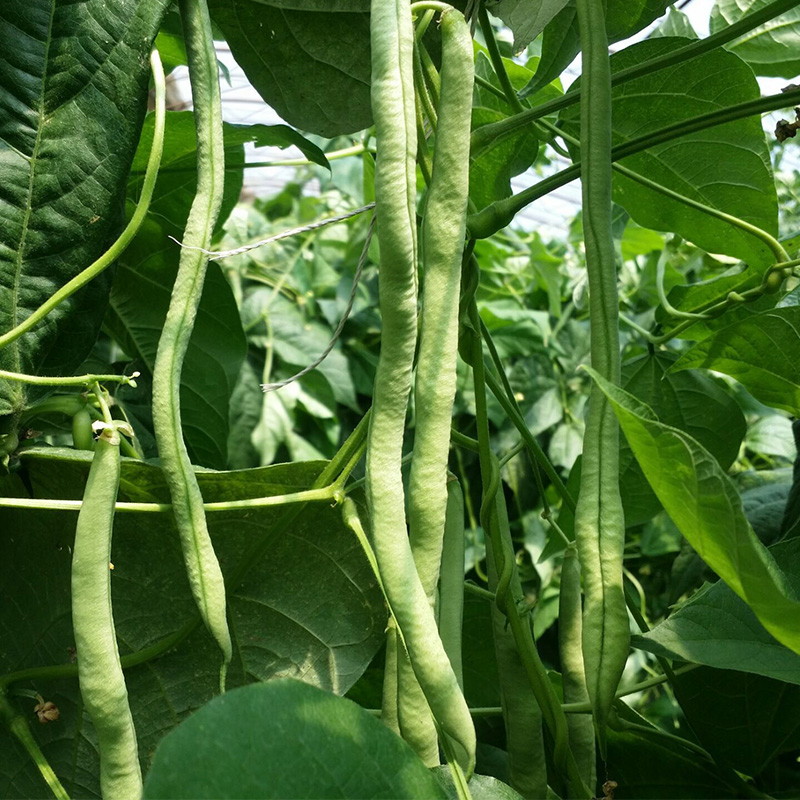 蛇豆角新鲜蔬菜农家少脆嫩无丝