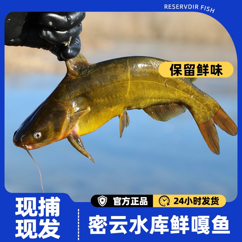 密之蓝天整条北京密云新鲜嘎鱼