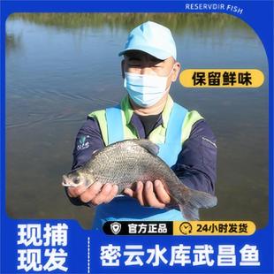 密云本地现捕现捞开河武昌鱼淡水鱼鱼鲜味美