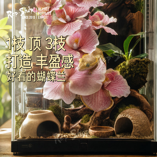 睫角造景仿真蝴蝶兰爬宠守宫蜥蜴蛇攀爬雨林缸假花装饰丰容绿植