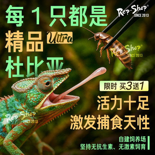 杜比亚蟑螂活虫蜥蜴角蛙守宫变色