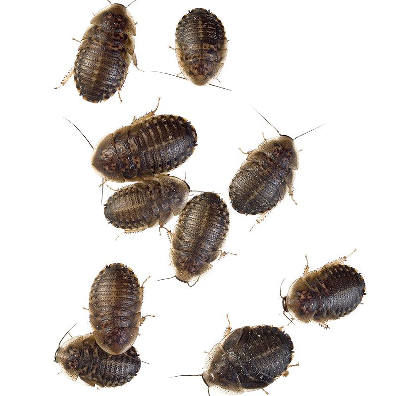 杜比亚蟑螂活虫爬宠蜥蜴角蛙守宫变色龟龙鱼活体食物超樱桃可繁殖